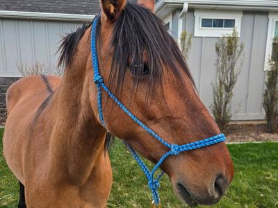 Project Mustang Mare 9 yr OBO