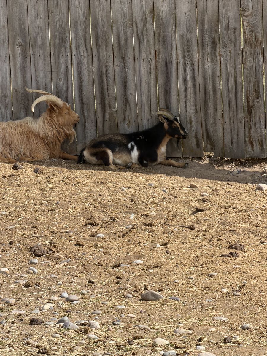 Buck and wether goat 