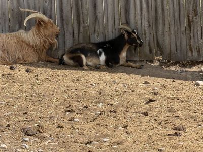 Buck and wether goat