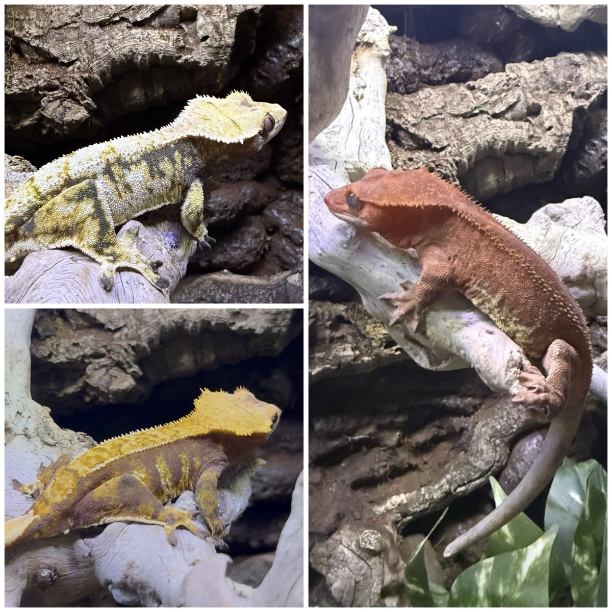 Powerhouse Crested Gecko Trio (Red Frappuccino M, High White F, Red Harlequin F)
