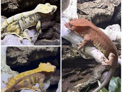 Powerhouse Crested Gecko Trio (Red Frappuccino M, High White F, Red Harlequin F)