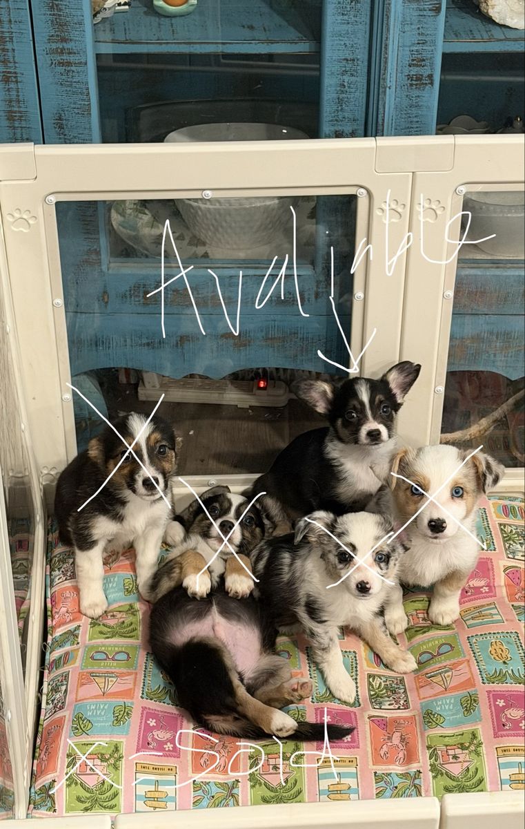 CUTE AUGGIE PUPPIES *PRICE REDUCED* (ready to go to their new homes! open to offers!)