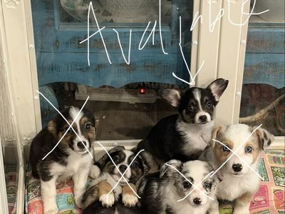 CUTE AUGGIE PUPPIES *PRICE REDUCED* (ready to go to their new homes! open to offers!)