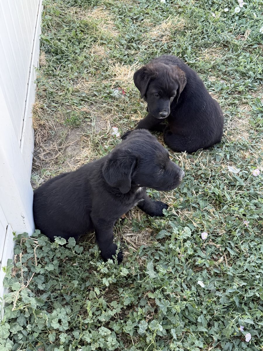 Border Collie Mix Puppies
