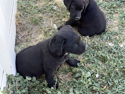 Border Collie Mix Puppies