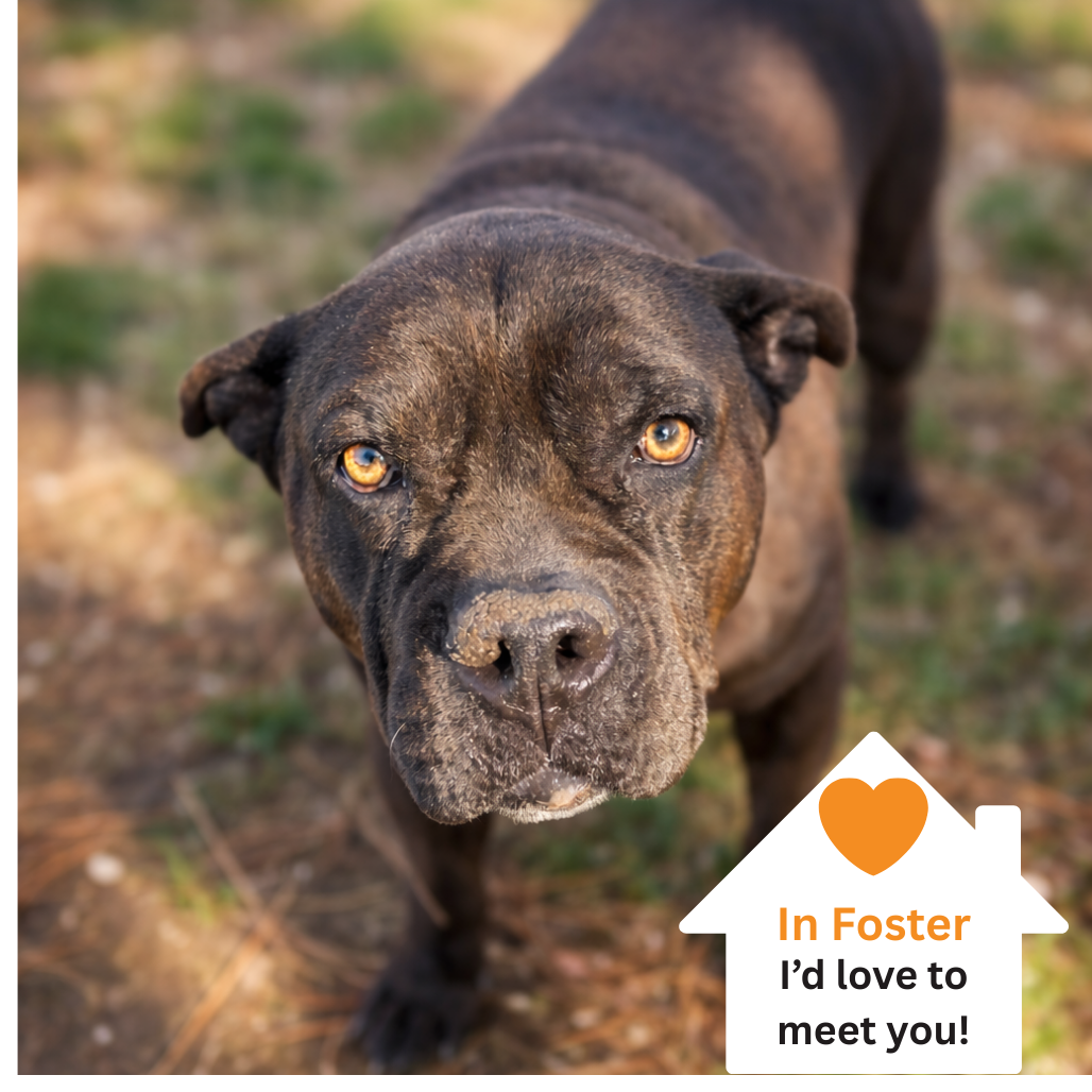 Hello my name is Babe