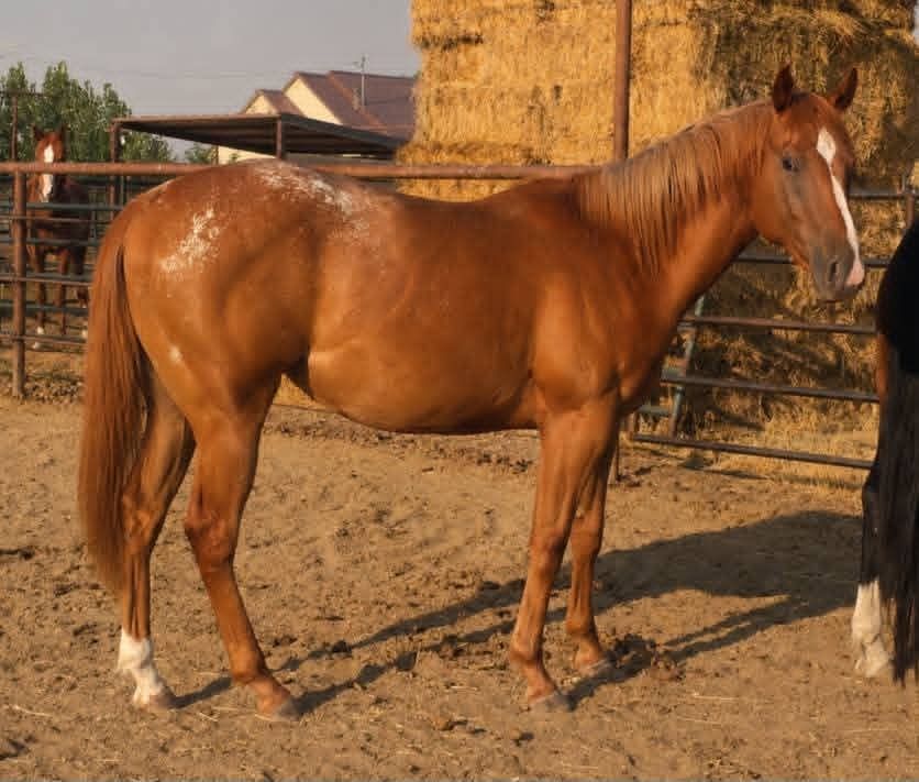 Barrel Horse Prospect. 2024 Varnish Roan Filly w/Blanket. Corona Cartel, Murr The Blurr & many more big names.
