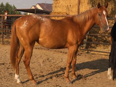 Barrel Horse Prospect. 2024 Varnish Roan Filly w/Blanket. Corona Cartel, Murr The Blurr & many more big names.