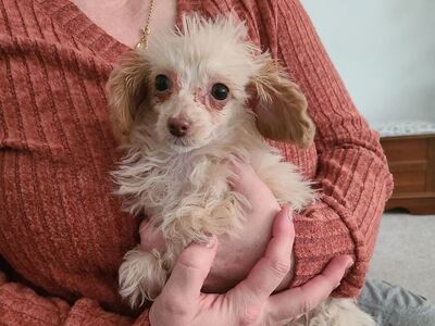 FREE Teacup Poodle Mix Puppy (Female)