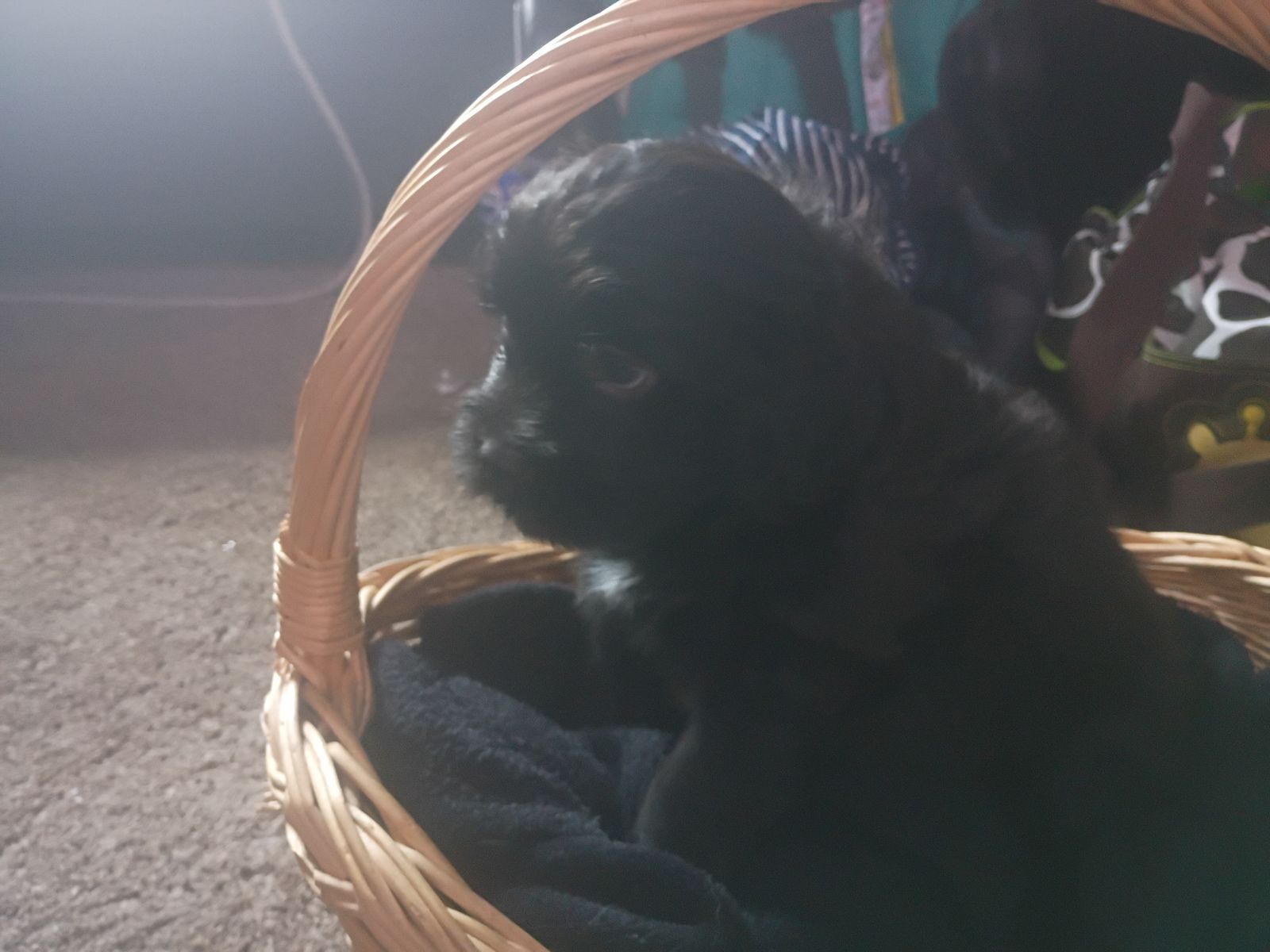 puppies for sale $200