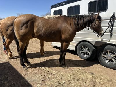 Amazing 12 Year-Old AQHA Buckskin Gelding