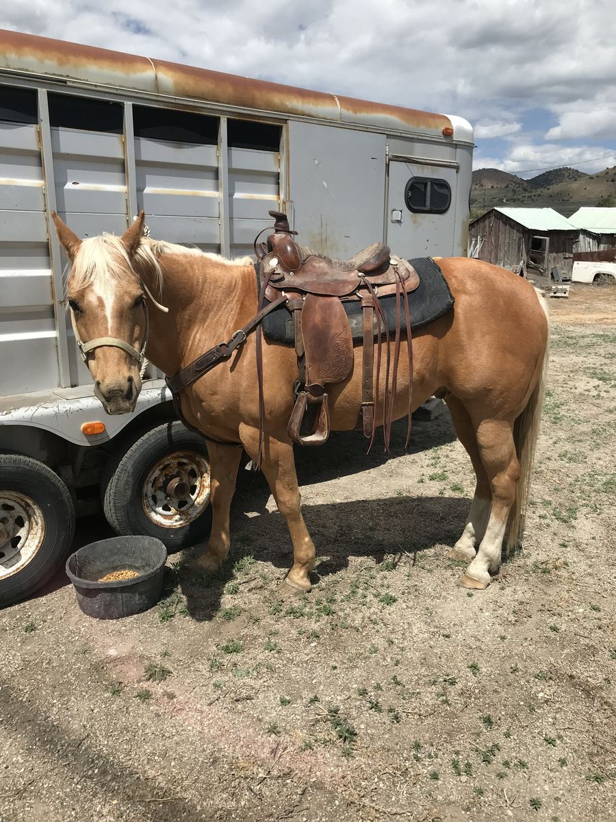 17-year-old Palamino Gelding