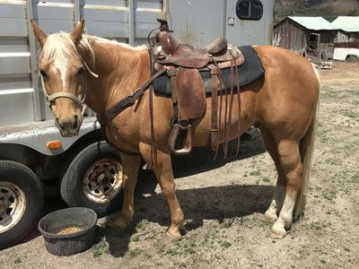 17-year-old Palamino Gelding