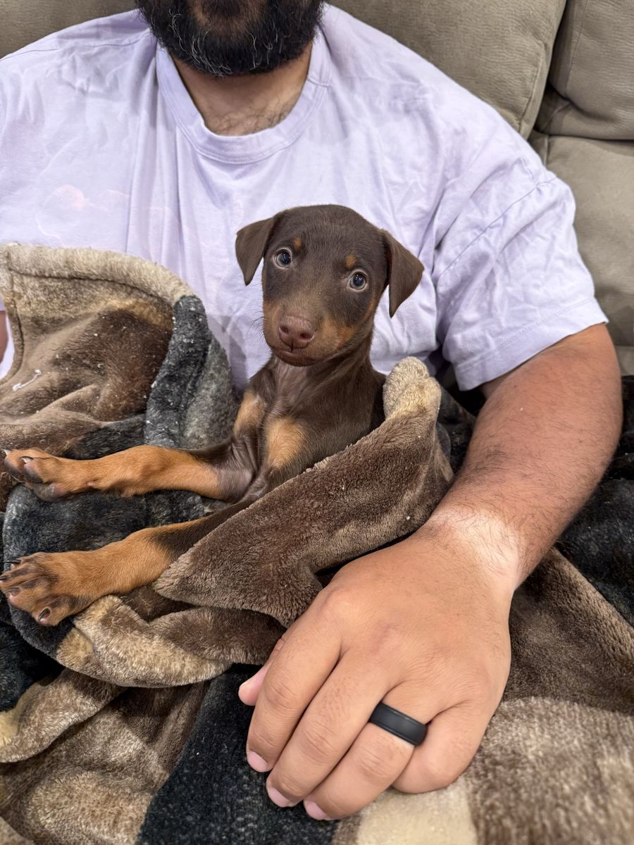 Doberman puppy red female