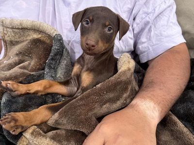 Doberman puppy red female