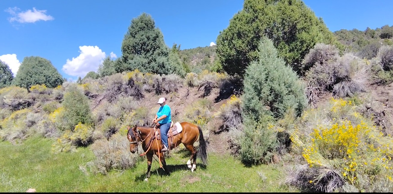 Super nice gelding.