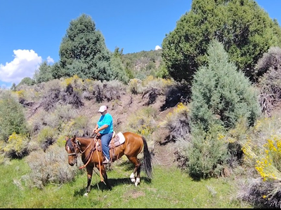 Super nice gelding.