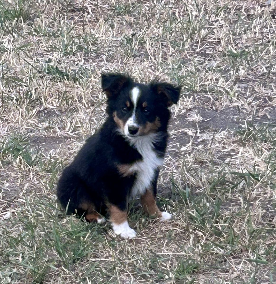 Mini Australian Shepherd Puppy