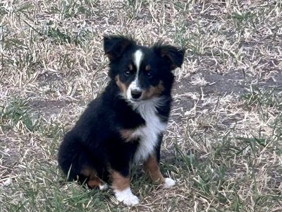 Mini Australian Shepherd Puppy