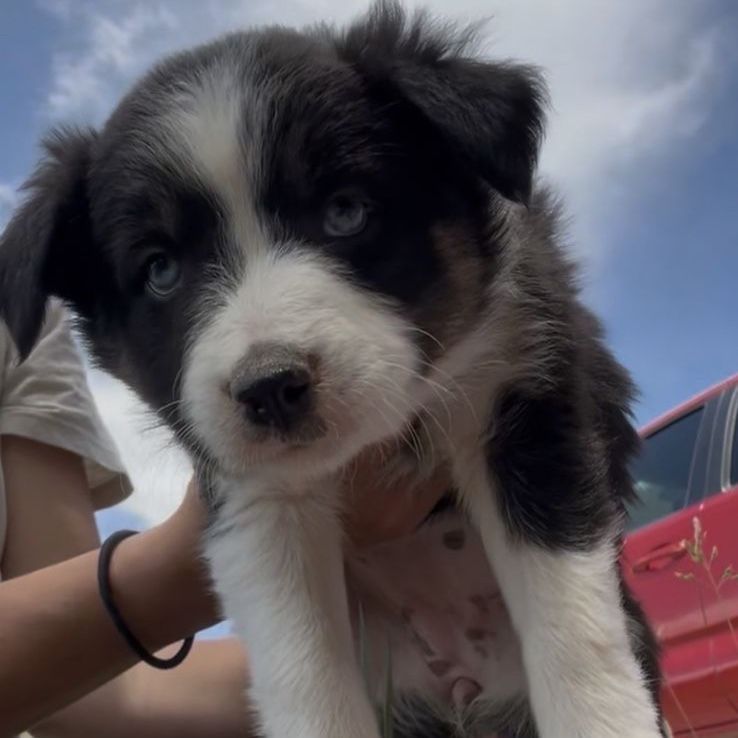 Border Collie Australian Shepherd Pups!