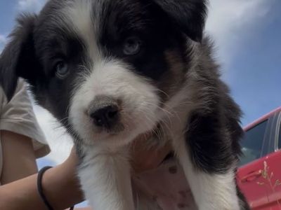 Border Collie Australian Shepherd Pups!