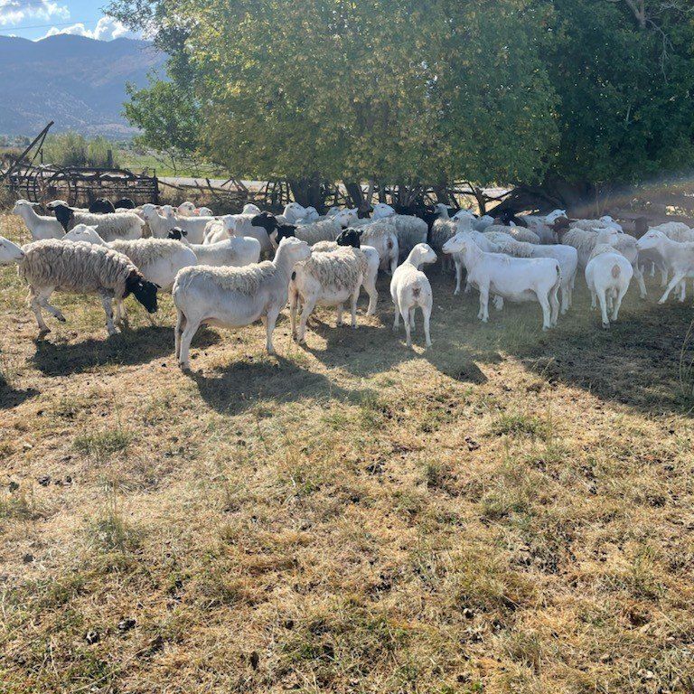 Ewe Lambs For Sale