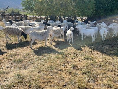 Ewe Lambs For Sale
