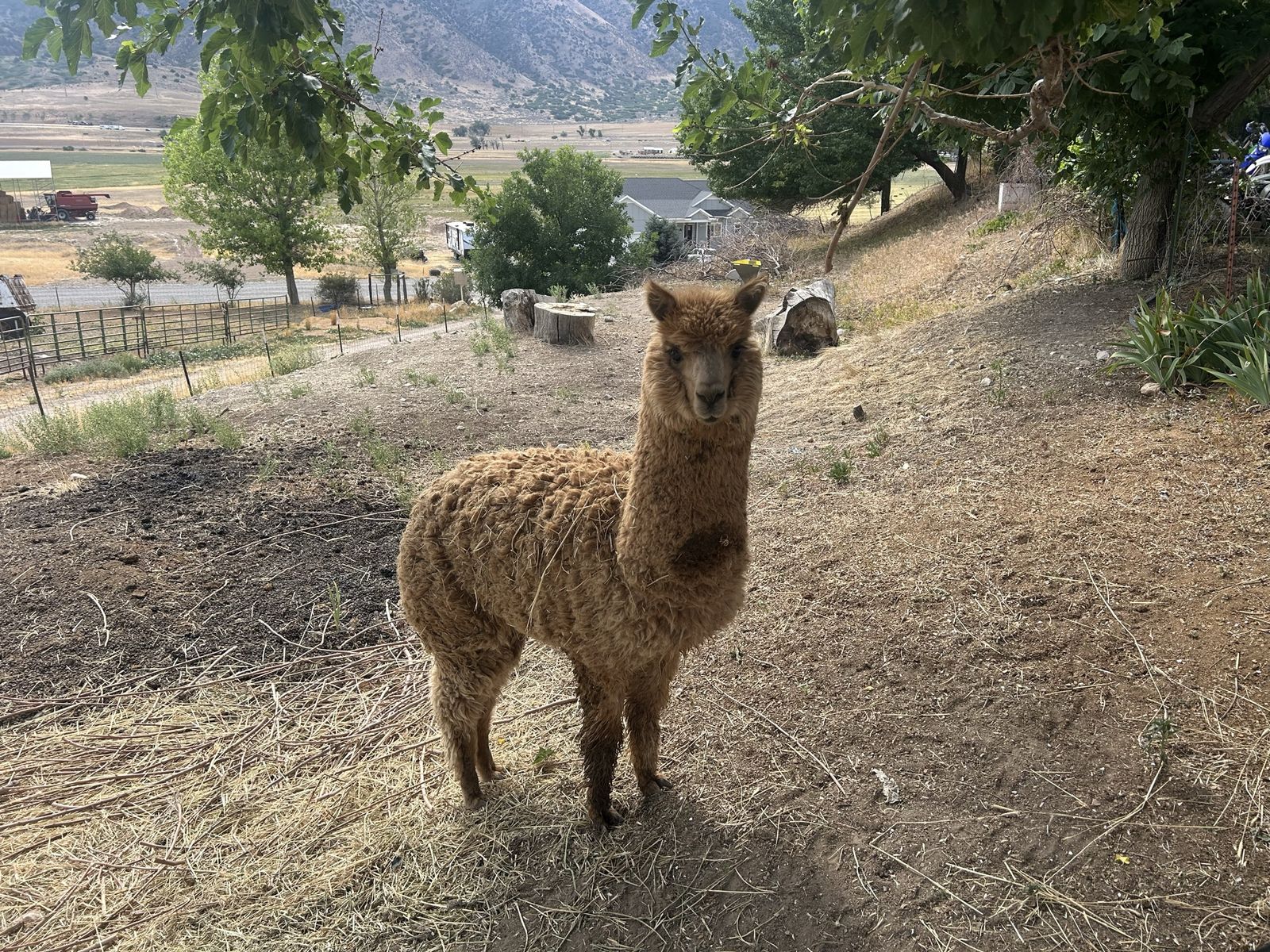 Huacaya Alpaca Brown
