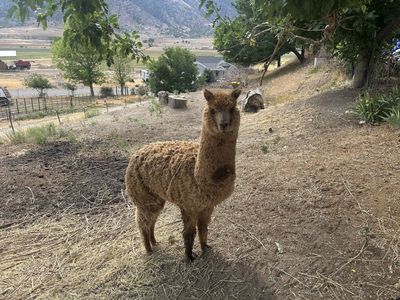 Huacaya Alpaca Brown