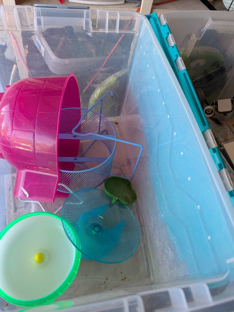 hamster, mouse, rat, rodent equipment