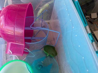 hamster, mouse, rat, rodent equipment
