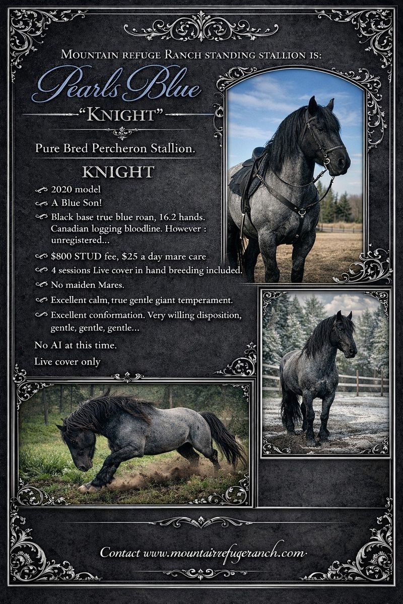 Blue Roan Percheron Stallion
