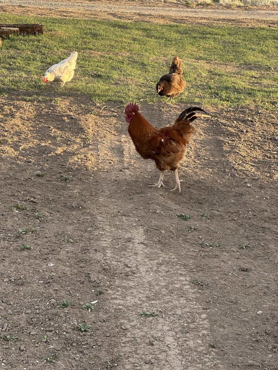 Rhode Island Red Rooster