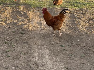 Rhode Island Red Rooster