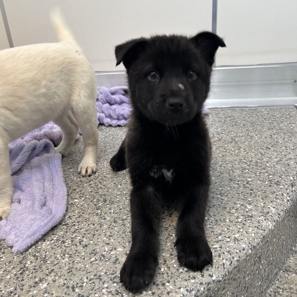 Hello my name is Focaccia