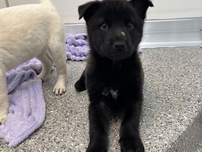 Hello my name is Focaccia