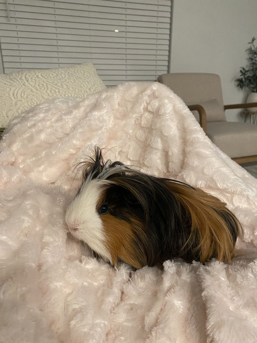 Guinea pigs