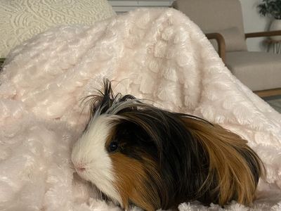 Guinea pigs