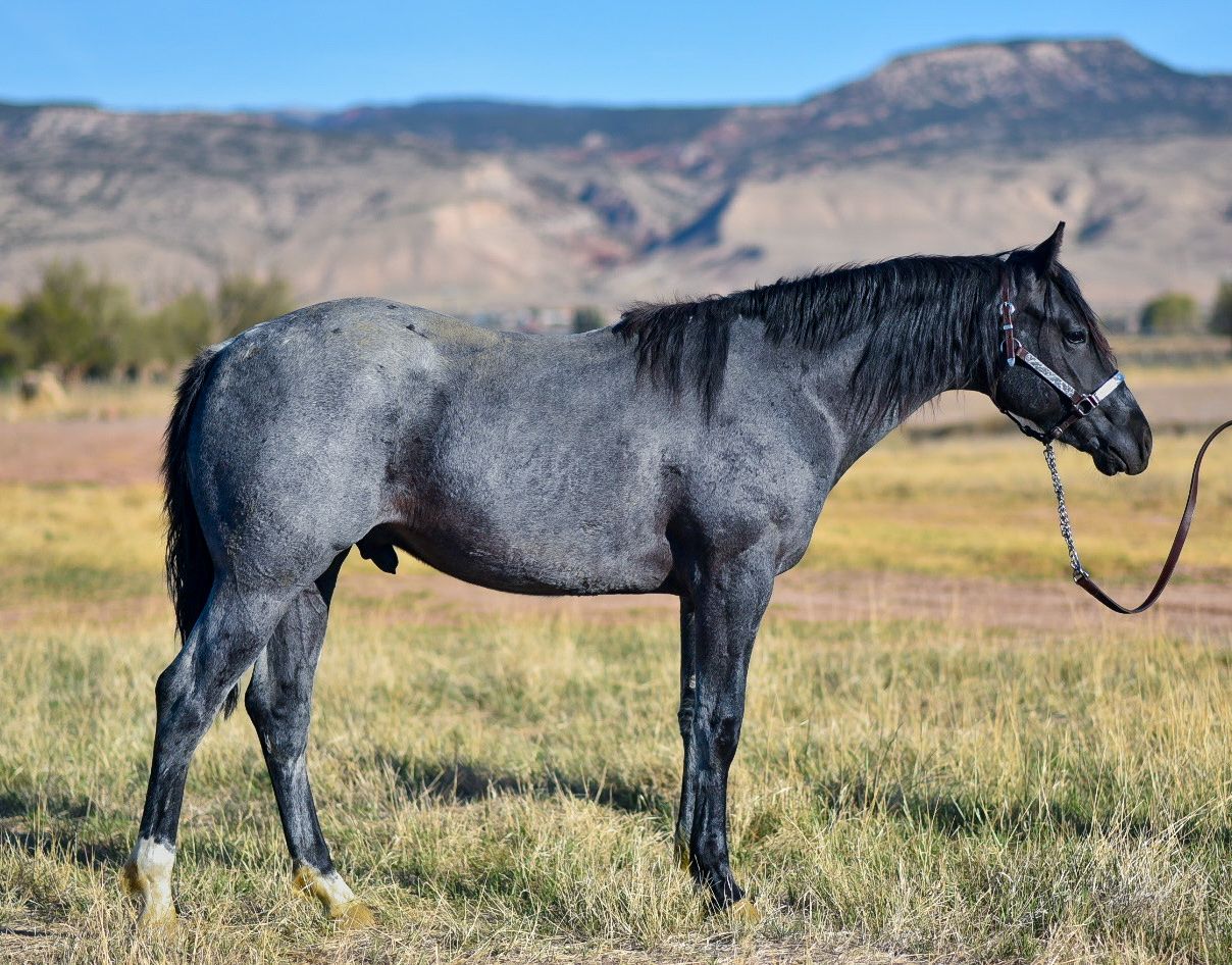 AQHA Stud prospect- TM Smoken JesseJames