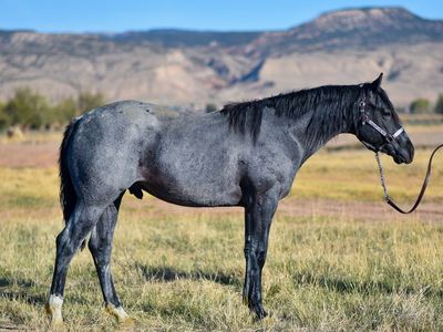 AQHA Stud prospect- TM Smoken JesseJames