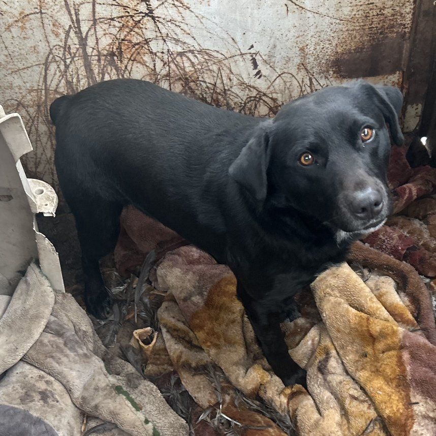 black lab mixed with a healer