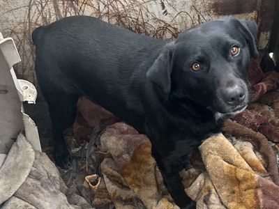 black lab mixed with a healer