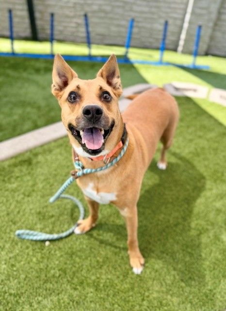 A134073 Muenster Available for Adoption!