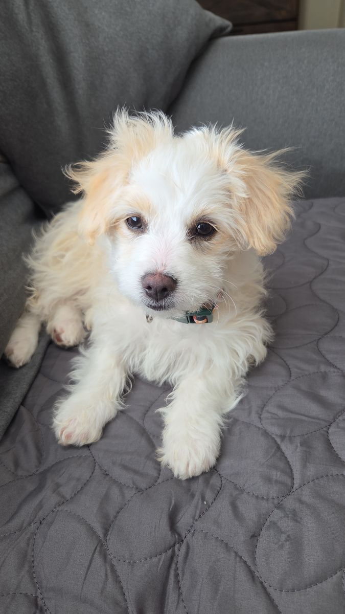 Bichon frise/ Maltese/terrier mix