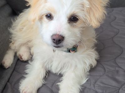 Bichon frise/ Maltese/terrier mix