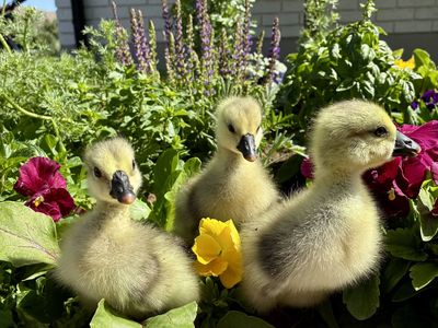 Baby Chinese Geese!