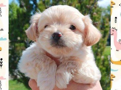 MICRO/ TINY Chihuahua/ Shih Tzu Mix Male Puppies