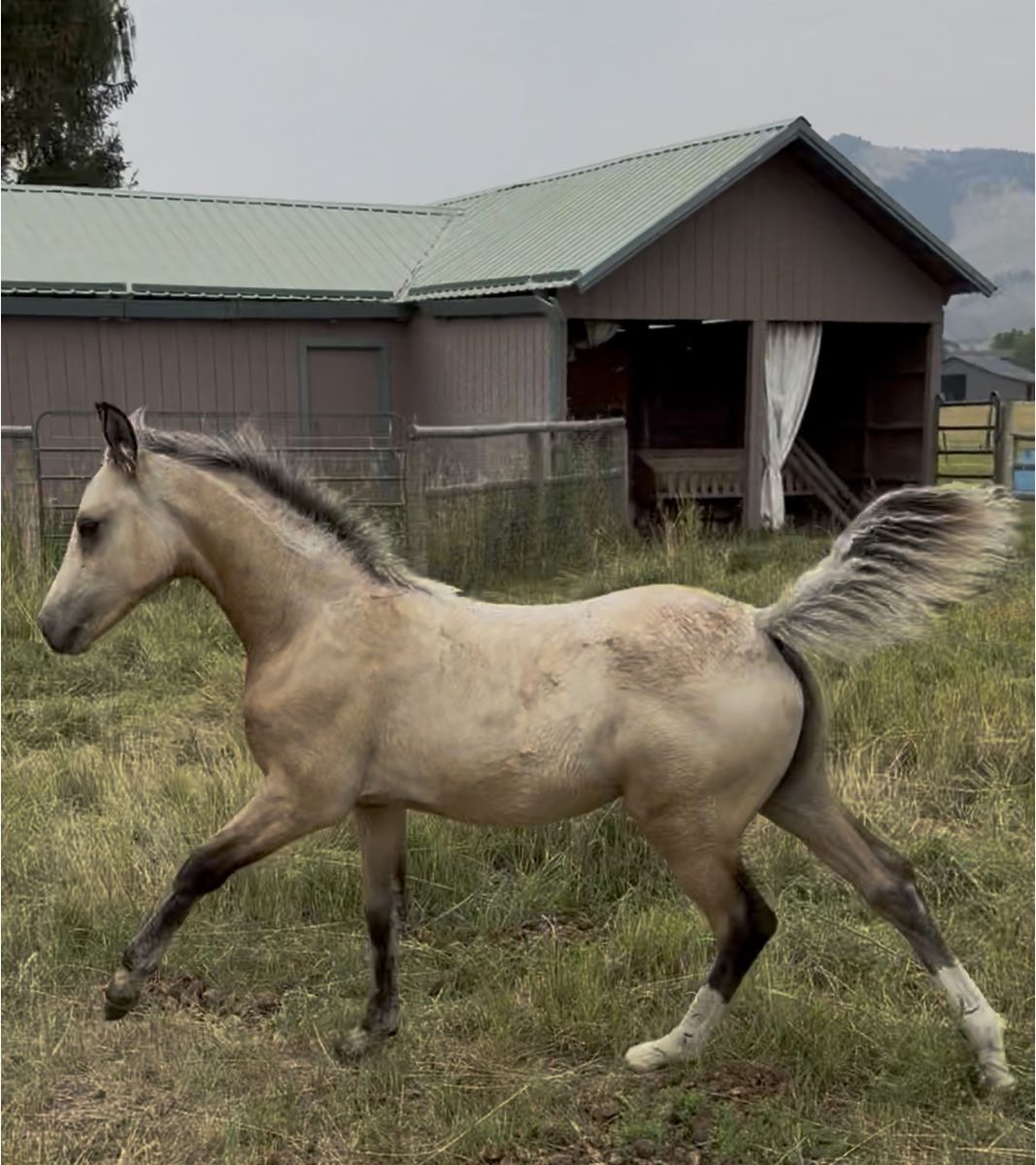 Extra Fancy Morgan Filly