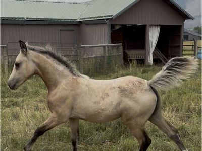 Extra Fancy Morgan Filly