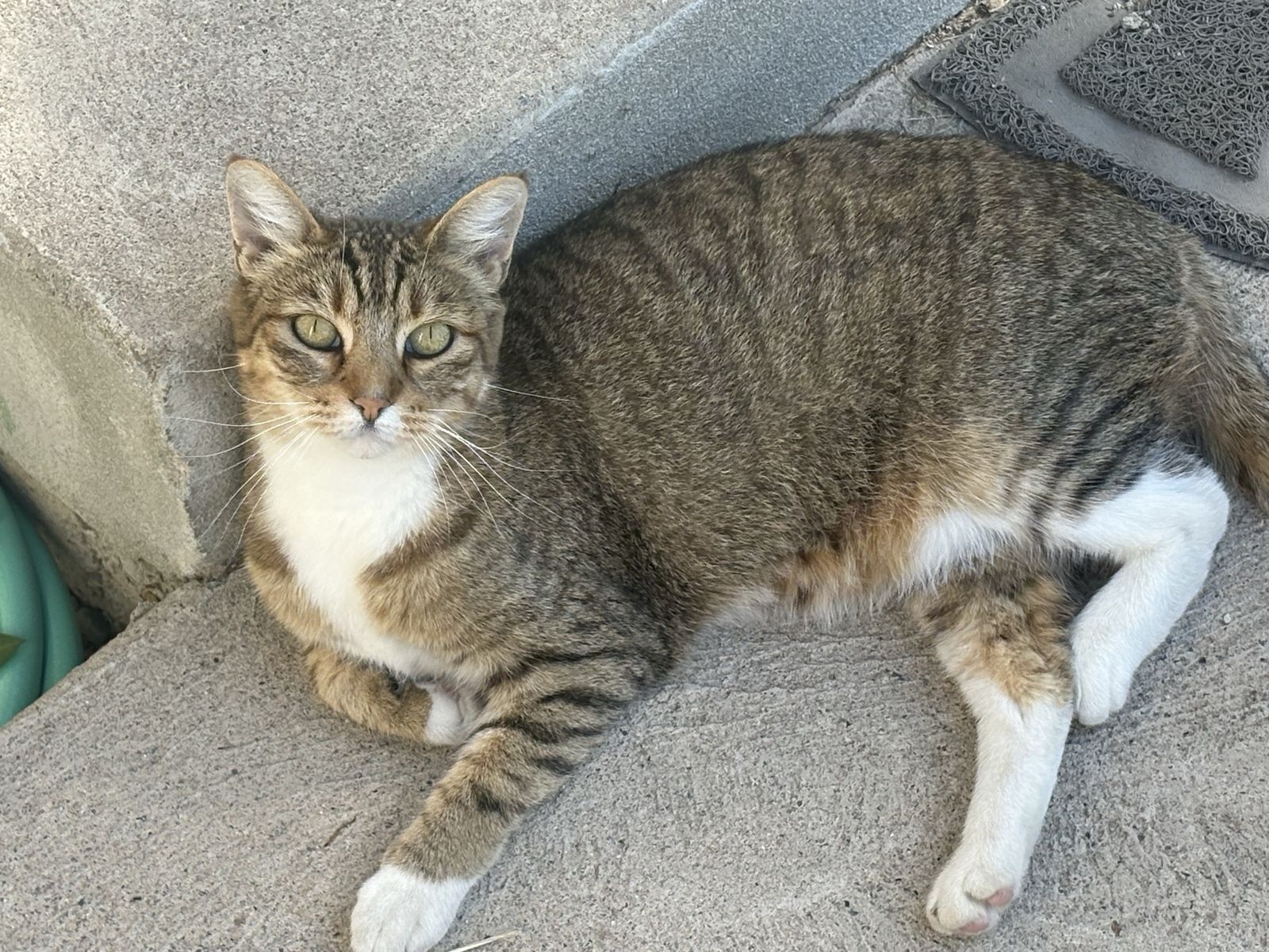 2 Friendly beautiful Cats